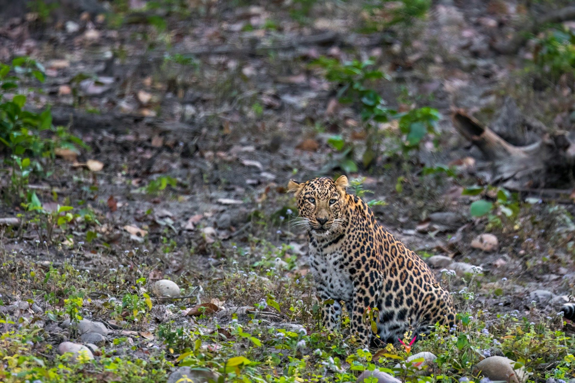 Immersive Experience